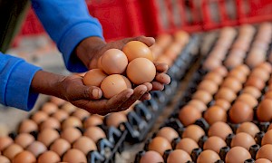 The Mokubilo Community Farming Project
